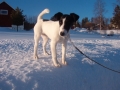 Släthårig foxterrier_3