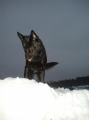 Australian kelpie_2