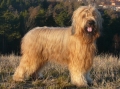 Briard_2