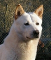 Korea jindo dog_2