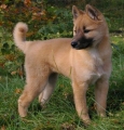 Korea jindo dog_1