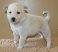 Canaan dog_1