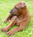 Thai ridgeback dog_1