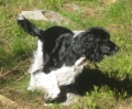 Engelsk springer spaniel_3