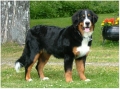 Berner sennenhund_1
