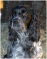 Cocker spaniel_3