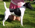 Släthårig foxterrier_2