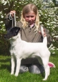 Släthårig foxterrier_1