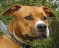 American staffordshire terrier_2