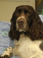 Engelsk springer spaniel_1