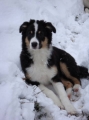 Australian shepherd_1