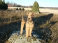 Airedaleterrier_1