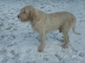 Spinone_3
