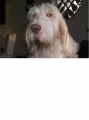 Spinone_2