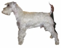 Dvärgschnauzer_3