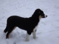 Australian shepherd_3