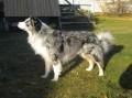 Australian shepherd_2