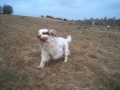 Bild på Clumber spaniel