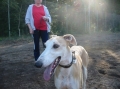 Galgo espanol_2