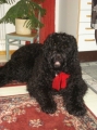 Svart terrier_1