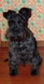 Dvärgschnauzer_2