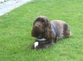 Cocker spaniel_2