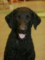 Bild på Curly coated retriever