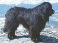 Newfoundlandshund_2