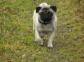 Mops_2