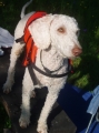 Pudel_2
