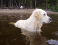 Golden retriever_3