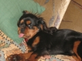 Cavalier king charles spaniel_3