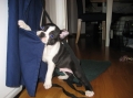 Bostonterrier_2