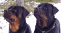 Rottweiler_1