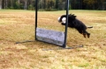 Cavalier king charles spaniel_2
