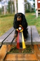 Cavalier king charles spaniel_1
