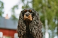 Cavalier king charles spaniel_3