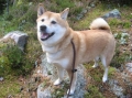 Shiba_3