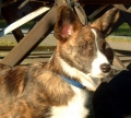 Welsh corgi cardigan_3