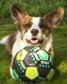 Welsh corgi cardigan_2