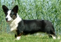 Welsh corgi cardigan_1