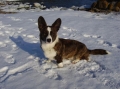 Welsh corgi cardigan_3