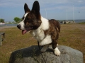 Welsh corgi cardigan_2