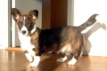 Welsh corgi cardigan_1