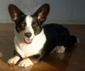 Welsh corgi cardigan_3