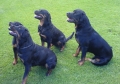 Rottweiler_3