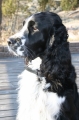 Engelsk springer spaniel_3