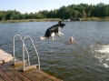 Engelsk springer spaniel_2