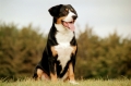 Entlebucher sennenhund_2