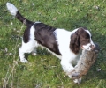 Engelsk springer spaniel_1